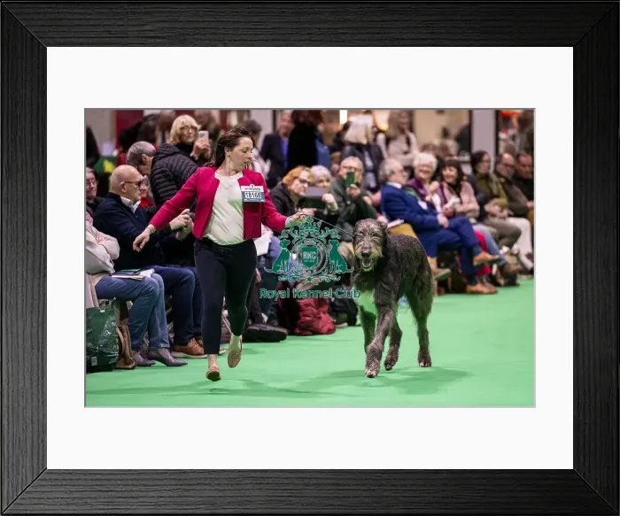 Framed Print : D-C-D-0-1-9-0 Crufts 2024 NEC Birmingham Day 4 Framed Print : D-C-D-0-1-9-0 Crufts 2024 NEC Birmingham Day 4
