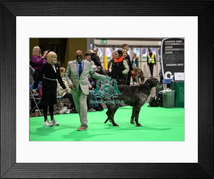 Framed Print : D-C-D-0-1-9-0 Crufts 2024 NEC Birmingham Day 4 Framed Print : D-C-D-0-1-9-0 Crufts 2024 NEC Birmingham Day 4