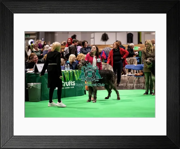 Framed Print : D-C-D-0-1-9-0 Crufts 2024 NEC Birmingham Day 4 Framed Print : D-C-D-0-1-9-0 Crufts 2024 NEC Birmingham Day 4