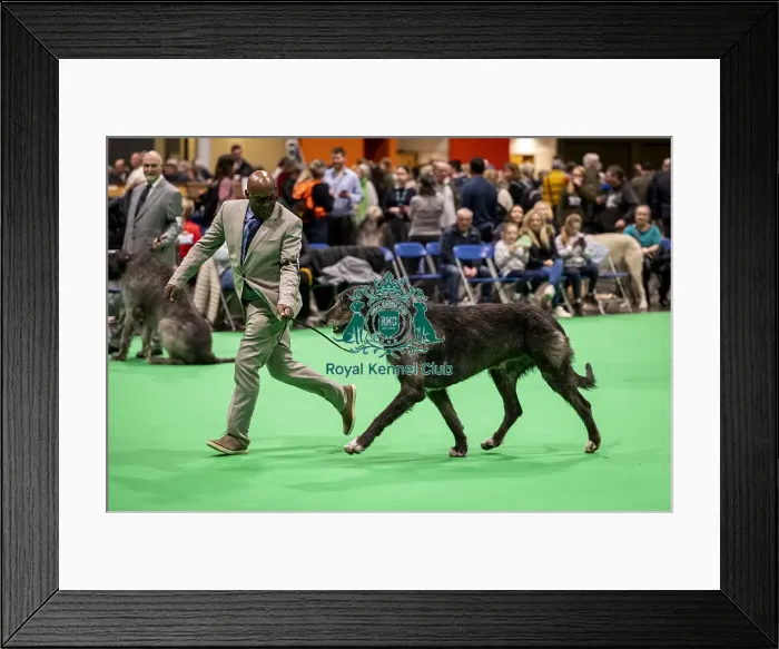 Framed Print : D-C-D-0-1-9-0 Crufts 2024 NEC Birmingham Day 4 Framed Print : D-C-D-0-1-9-0 Crufts 2024 NEC Birmingham Day 4