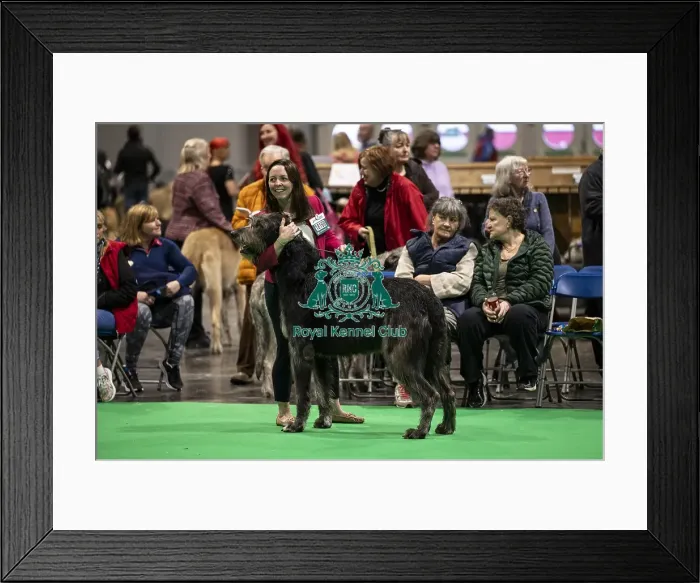 Framed Print : D-C-D-0-1-9-0 Crufts 2024 NEC Birmingham Day 4 Framed Print : D-C-D-0-1-9-0 Crufts 2024 NEC Birmingham Day 4