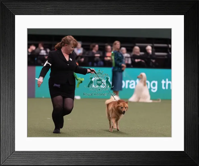 Framed Print : D-C-D-0-1-9-0 Crufts 2024 NEC Birmingham Hound Framed Print : D-C-D-0-1-9-0 Crufts 2024 NEC Birmingham Hound