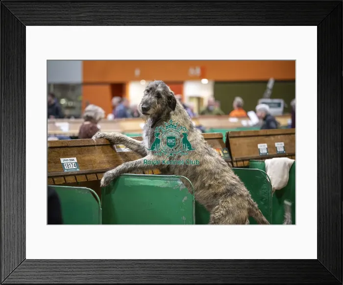 Framed Print : D-C-D-0-1-9-0 Crufts 2024 NEC Birmingham Day 3 Framed Print : D-C-D-0-1-9-0 Crufts 2024 NEC Birmingham Day 3