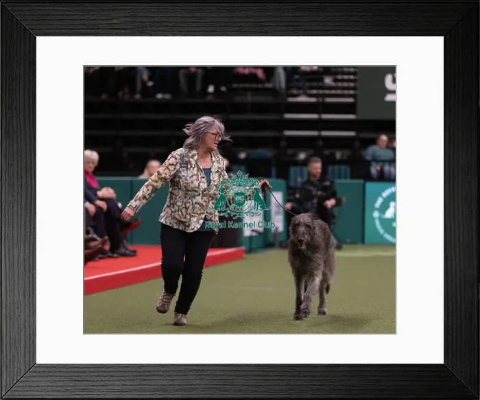Framed Print : D-C-D-0-1-9-0 Crufts 2024 NEC Birmingham Hound