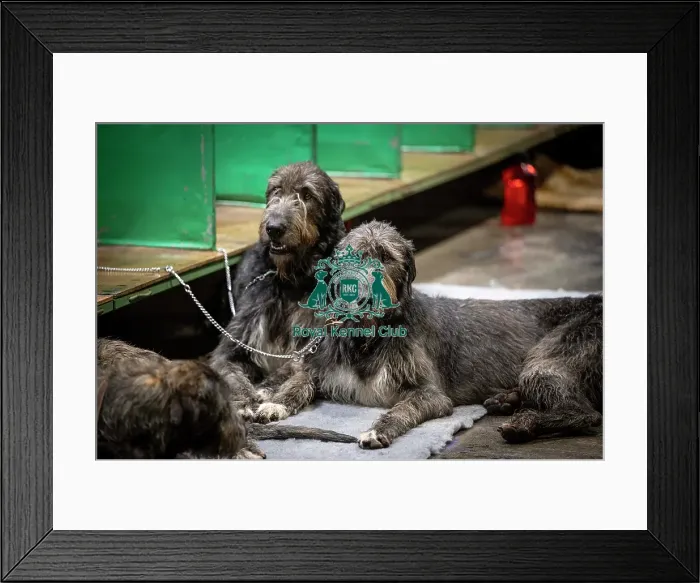 Framed Print : D-C-D-0-1-9-0 Crufts 2024 NEC Birmingham Day 3 Framed Print : D-C-D-0-1-9-0 Crufts 2024 NEC Birmingham Day 3