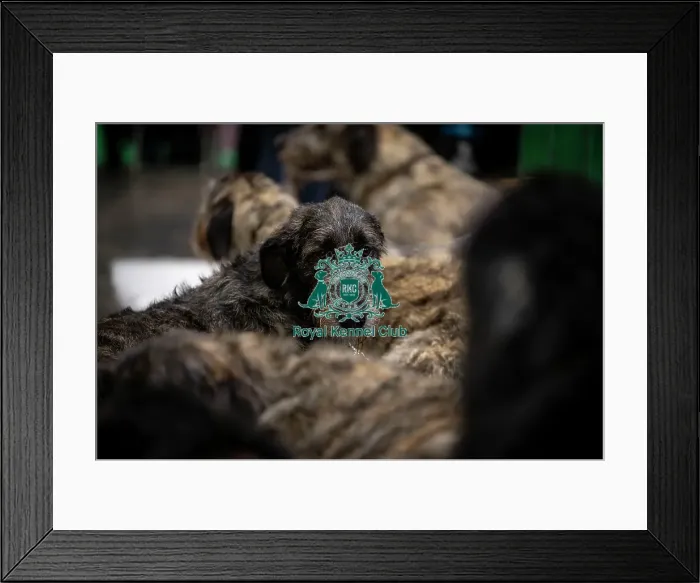 Framed Print : D-C-D-0-1-9-0 Crufts 2024 NEC Birmingham Day 3 Framed Print : D-C-D-0-1-9-0 Crufts 2024 NEC Birmingham Day 3