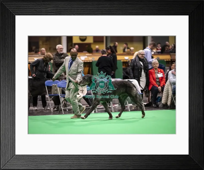 Framed Print : D-C-D-0-1-9-0 Crufts 2024 NEC Birmingham Day 4 Framed Print : D-C-D-0-1-9-0 Crufts 2024 NEC Birmingham Day 4