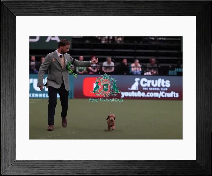 Framed Print : D-C-D-0-1-9-0 Crufts 2024 NEC Birmingham Hound