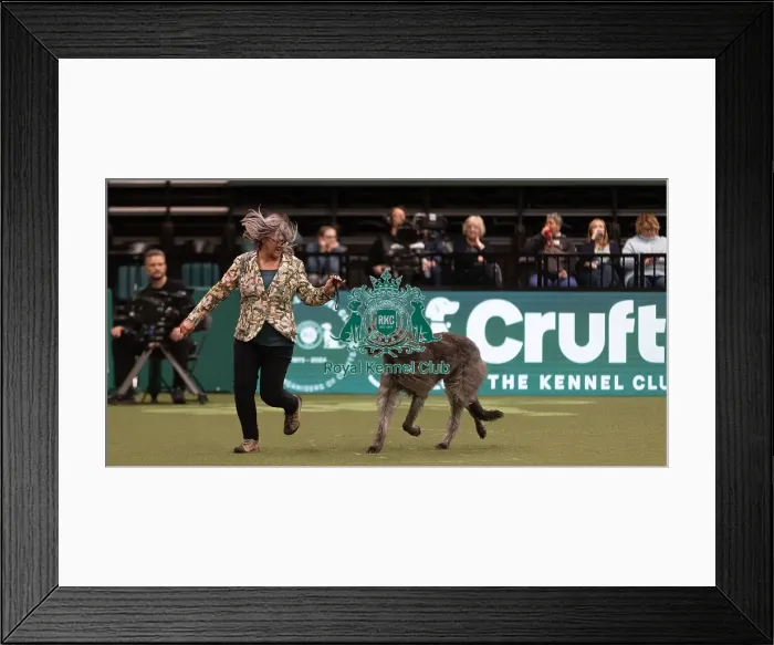 Framed Print : D-C-D-0-1-9-0 Crufts 2024 NEC Birmingham Hound