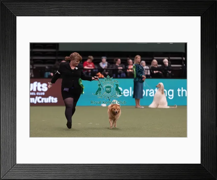 Framed Print : D-C-D-0-1-9-0 Crufts 2024 NEC Birmingham Hound Framed Print : D-C-D-0-1-9-0 Crufts 2024 NEC Birmingham Hound