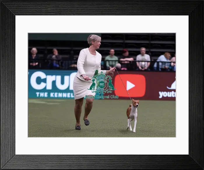 Framed Print : D-C-D-0-1-9-0 Crufts 2024 NEC Birmingham Hound