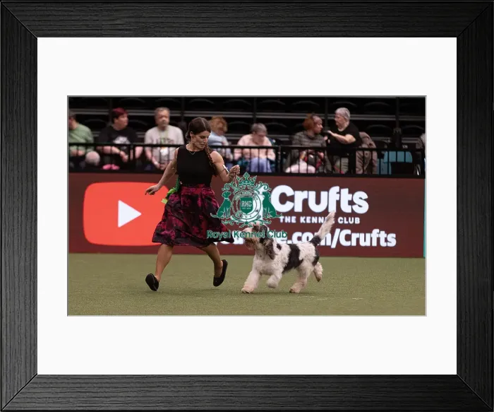 Framed Print : D-C-D-0-1-9-0 Crufts 2024 NEC Birmingham Hound Framed Print : D-C-D-0-1-9-0 Crufts 2024 NEC Birmingham Hound