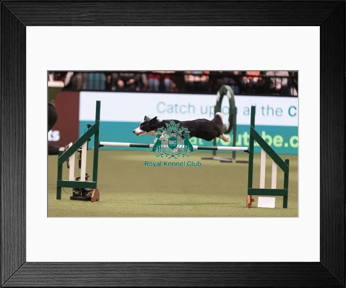 Framed Print : D-C-D-0-1-9-0 Crufts 2024 NEC Birmingham Day 4 Framed Print : D-C-D-0-1-9-0 Crufts 2024 NEC Birmingham Day 4