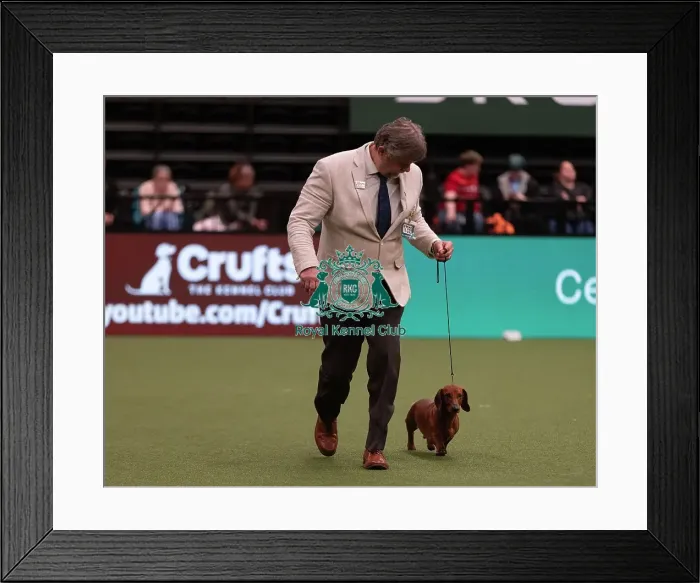 Framed Print : D-C-D-0-1-9-0 Crufts 2024 NEC Birmingham Hound Framed Print : D-C-D-0-1-9-0 Crufts 2024 NEC Birmingham Hound