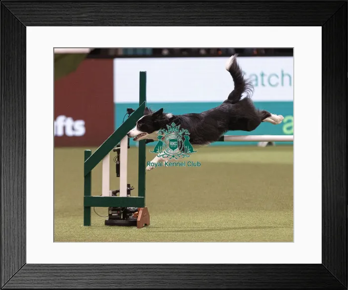 Framed Print : D-C-D-0-1-9-0 Crufts 2024 NEC Birmingham Day 4 Framed Print : D-C-D-0-1-9-0 Crufts 2024 NEC Birmingham Day 4
