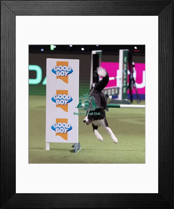 Framed Print : D-C-D-0-1-9-0 Crufts 2024 NEC Birmingham Day 4 Framed Print : D-C-D-0-1-9-0 Crufts 2024 NEC Birmingham Day 4