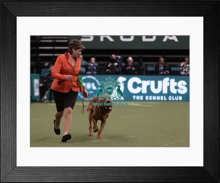 Framed Print : D-C-D-0-1-9-0 Crufts 2024 NEC Birmingham Hound