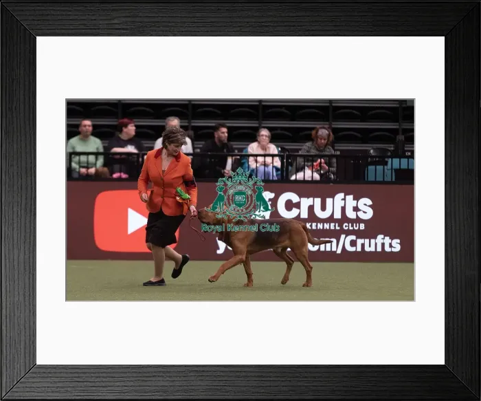 Framed Print : D-C-D-0-1-9-0 Crufts 2024 NEC Birmingham Hound