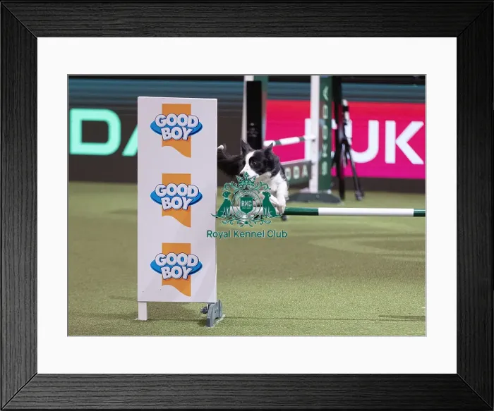 Framed Print : D-C-D-0-1-9-0 Crufts 2024 NEC Birmingham Day 4 Framed Print : D-C-D-0-1-9-0 Crufts 2024 NEC Birmingham Day 4
