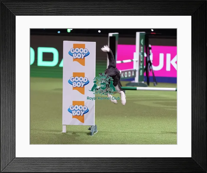 Framed Print : D-C-D-0-1-9-0 Crufts 2024 NEC Birmingham Day 4 Framed Print : D-C-D-0-1-9-0 Crufts 2024 NEC Birmingham Day 4