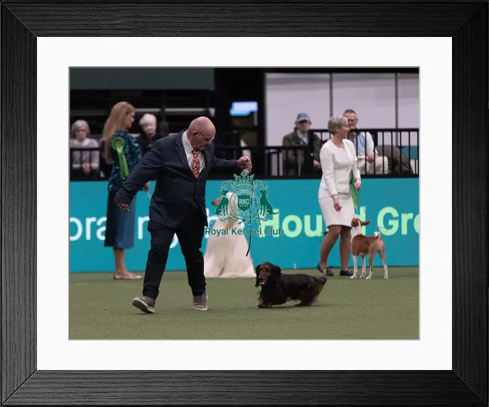 Framed Print : D-C-D-0-1-9-0 Crufts 2024 NEC Birmingham Hound Framed Print : D-C-D-0-1-9-0 Crufts 2024 NEC Birmingham Hound