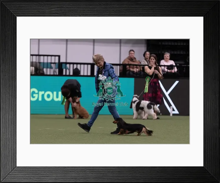 Framed Print : D-C-D-0-1-9-0 Crufts 2024 NEC Birmingham Hound Framed Print : D-C-D-0-1-9-0 Crufts 2024 NEC Birmingham Hound