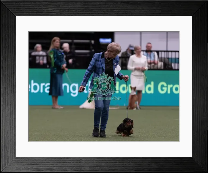 Framed Print : D-C-D-0-1-9-0 Crufts 2024 NEC Birmingham Hound Framed Print : D-C-D-0-1-9-0 Crufts 2024 NEC Birmingham Hound