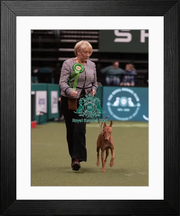 Framed Print : D-C-D-0-1-9-0 Crufts 2024 NEC Birmingham Hound Framed Print : D-C-D-0-1-9-0 Crufts 2024 NEC Birmingham Hound