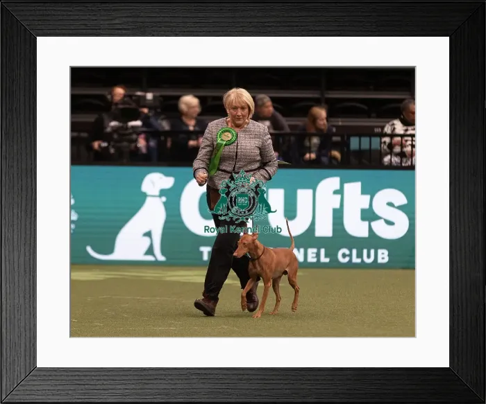 Framed Print : D-C-D-0-1-9-0 Crufts 2024 NEC Birmingham Hound Framed Print : D-C-D-0-1-9-0 Crufts 2024 NEC Birmingham Hound