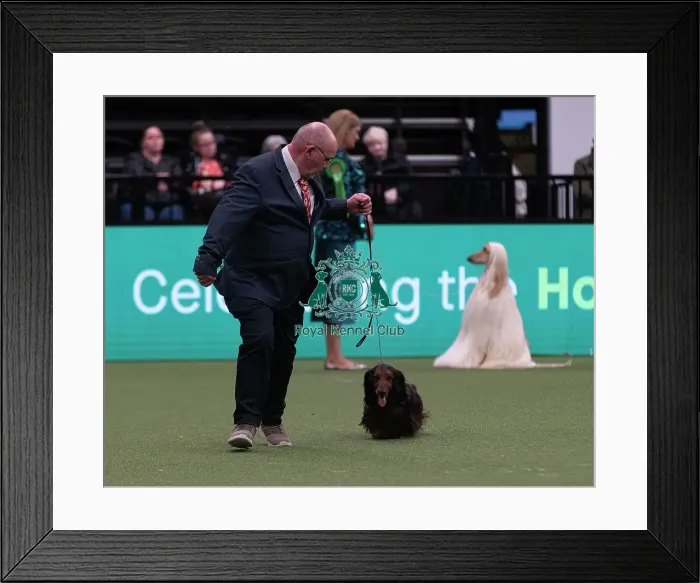 Framed Print : D-C-D-0-1-9-0 Crufts 2024 NEC Birmingham Hound Framed Print : D-C-D-0-1-9-0 Crufts 2024 NEC Birmingham Hound