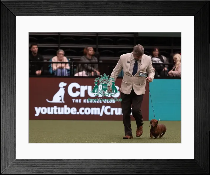 Framed Print : D-C-D-0-1-9-0 Crufts 2024 NEC Birmingham Hound Framed Print : D-C-D-0-1-9-0 Crufts 2024 NEC Birmingham Hound