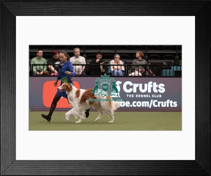 Framed Print : D-C-D-0-1-9-0 Crufts 2024 NEC Birmingham Pastoral Framed Print : D-C-D-0-1-9-0 Crufts 2024 NEC Birmingham Pastoral