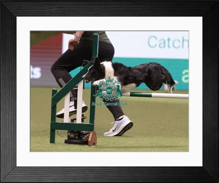 Framed Print : D-C-D-0-1-9-0 Crufts 2024 NEC Birmingham Day 4 Framed Print : D-C-D-0-1-9-0 Crufts 2024 NEC Birmingham Day 4