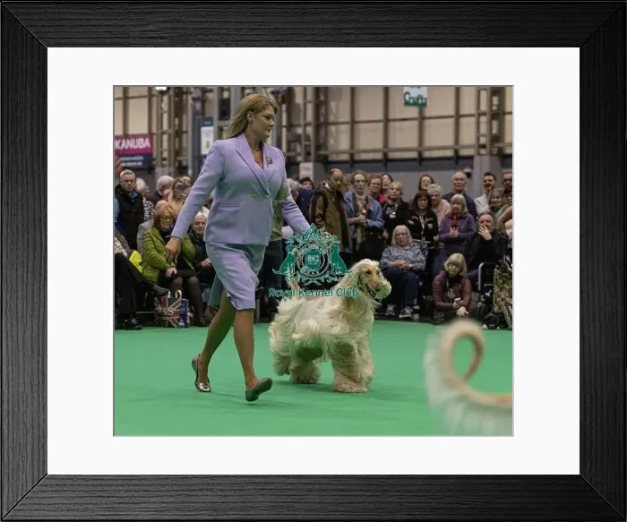 Framed Print : D-C-D-0-1-9-0 Crufts 2024 NEC Birmingham Day 4 Framed Print : D-C-D-0-1-9-0 Crufts 2024 NEC Birmingham Day 4