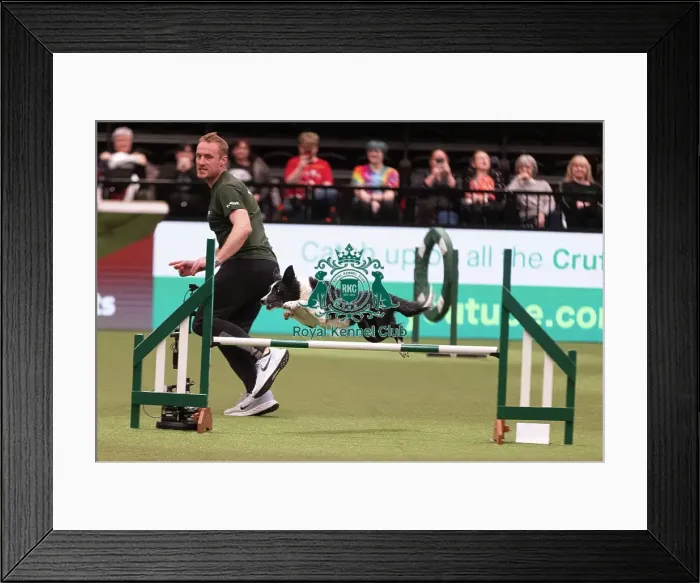 Framed Print : D-C-D-0-1-9-0 Crufts 2024 NEC Birmingham Day 4 Framed Print : D-C-D-0-1-9-0 Crufts 2024 NEC Birmingham Day 4