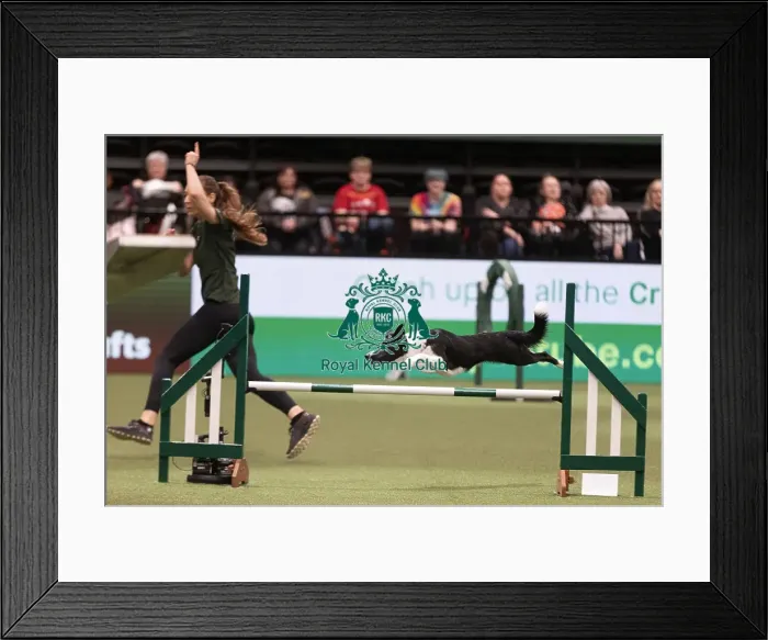 Framed Print : D-C-D-0-1-9-0 Crufts 2024 NEC Birmingham Day 4