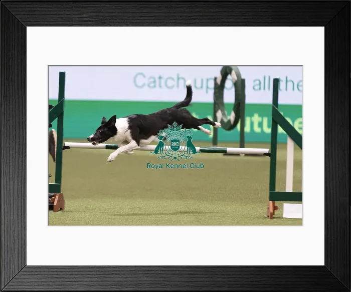 Framed Print : D-C-D-0-1-9-0 Crufts 2024 NEC Birmingham Day 4 Framed Print : D-C-D-0-1-9-0 Crufts 2024 NEC Birmingham Day 4