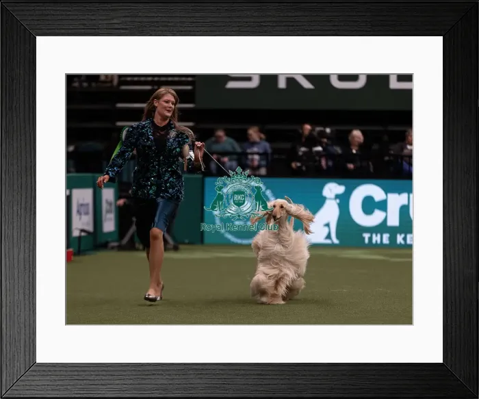Framed Print : D-C-D-0-1-9-0 Crufts 2024 NEC Birmingham Hound Framed Print : D-C-D-0-1-9-0 Crufts 2024 NEC Birmingham Hound