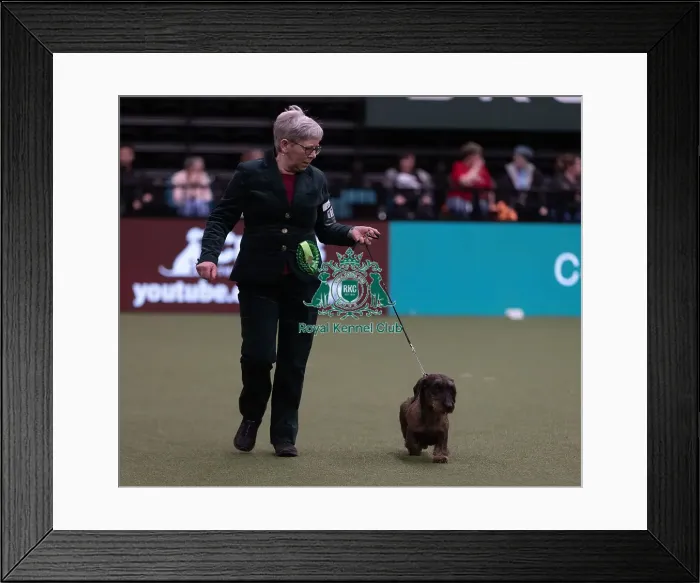 Framed Print : D-C-D-0-1-9-0 Crufts 2024 NEC Birmingham Hound Framed Print : D-C-D-0-1-9-0 Crufts 2024 NEC Birmingham Hound