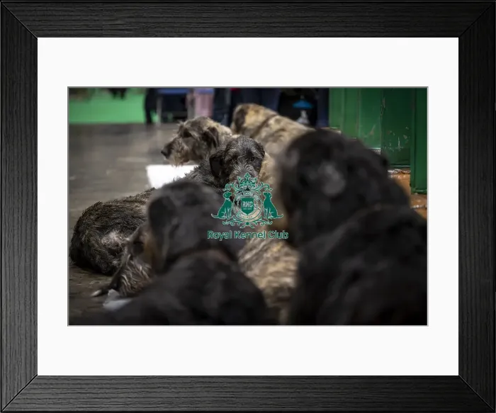 Framed Print : D-C-D-0-1-9-0 Crufts 2024 NEC Birmingham Day 3 Framed Print : D-C-D-0-1-9-0 Crufts 2024 NEC Birmingham Day 3