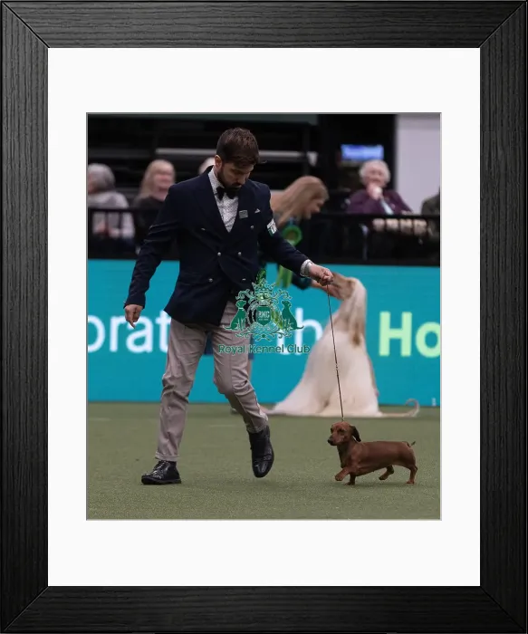 Framed Print : D-C-D-0-1-9-0 Crufts 2024 NEC Birmingham Hound