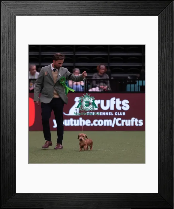 Framed Print : D-C-D-0-1-9-0 Crufts 2024 NEC Birmingham Hound Framed Print : D-C-D-0-1-9-0 Crufts 2024 NEC Birmingham Hound