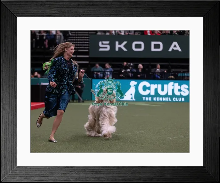 Framed Print : D-C-D-0-1-9-0 Crufts 2024 NEC Birmingham Hound