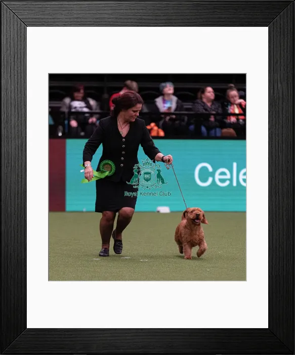 Framed Print : D-C-D-0-1-9-0 Crufts 2024 NEC Birmingham Hound Framed Print : D-C-D-0-1-9-0 Crufts 2024 NEC Birmingham Hound