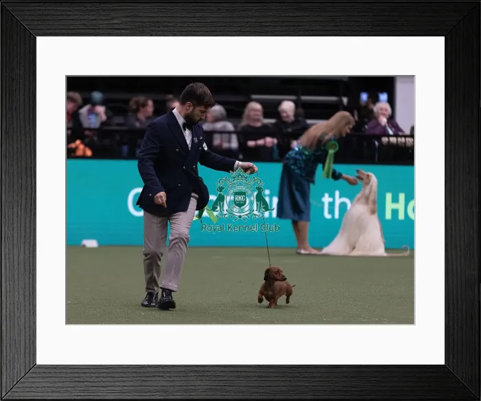 Framed Print : D-C-D-0-1-9-0 Crufts 2024 NEC Birmingham Hound