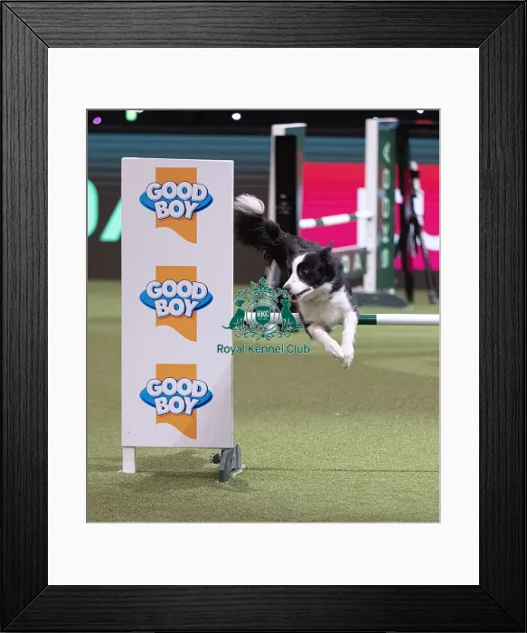 Framed Print : D-C-D-0-1-9-0 Crufts 2024 NEC Birmingham Day 4 Framed Print : D-C-D-0-1-9-0 Crufts 2024 NEC Birmingham Day 4