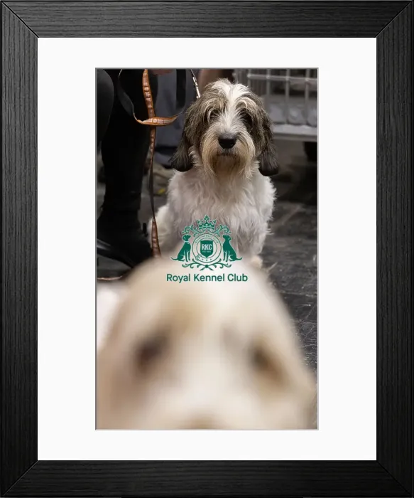 Framed Print : D-C-D-0-1-9-0 Crufts 2024 NEC Birmingham Day 4 Framed Print : D-C-D-0-1-9-0 Crufts 2024 NEC Birmingham Day 4