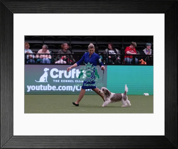 Framed Print : D-C-D-0-1-9-0 Crufts 2024 NEC Birmingham Hound Framed Print : D-C-D-0-1-9-0 Crufts 2024 NEC Birmingham Hound