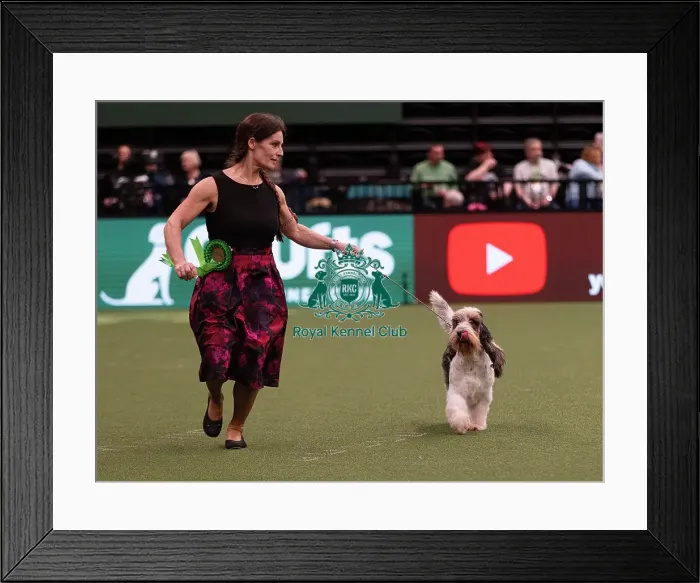Framed Print : D-C-D-0-1-9-0 Crufts 2024 NEC Birmingham Hound