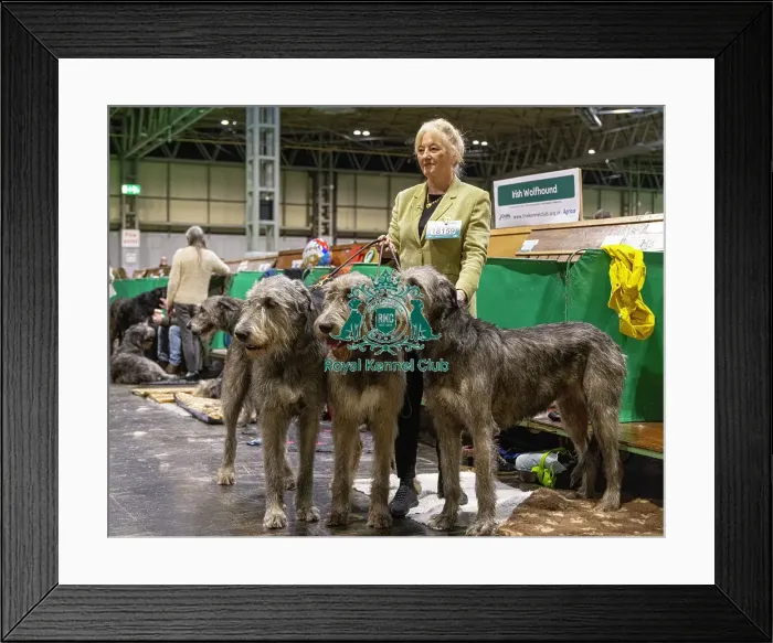Framed Print : D-C-D-0-1-9-0 Crufts 2024 NEC Birmingham Day 3 Framed Print : D-C-D-0-1-9-0 Crufts 2024 NEC Birmingham Day 3